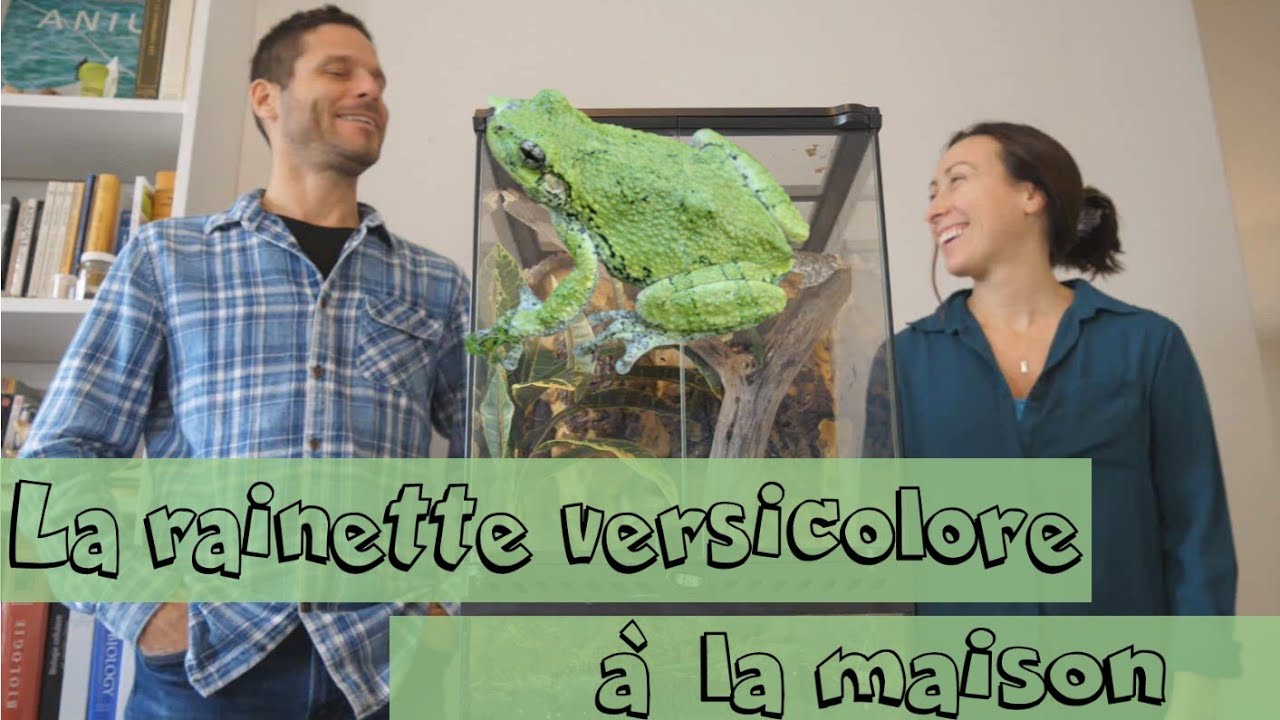 La garde en captivité de la rainette versicolore