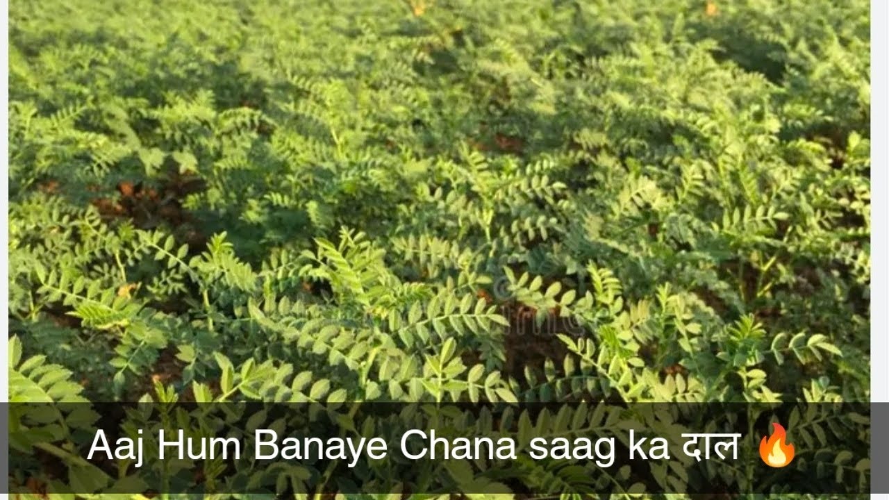 how to make chana saag recipe| |chana saag ki recipe🔥 आज बनाए चना साग का दाल ये दाल खाने का बाद सब 