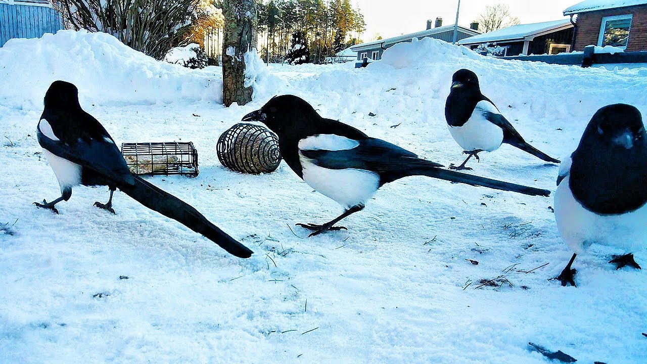 A flock of magpies enjoy cat food and fat💚🧡🎶🎵