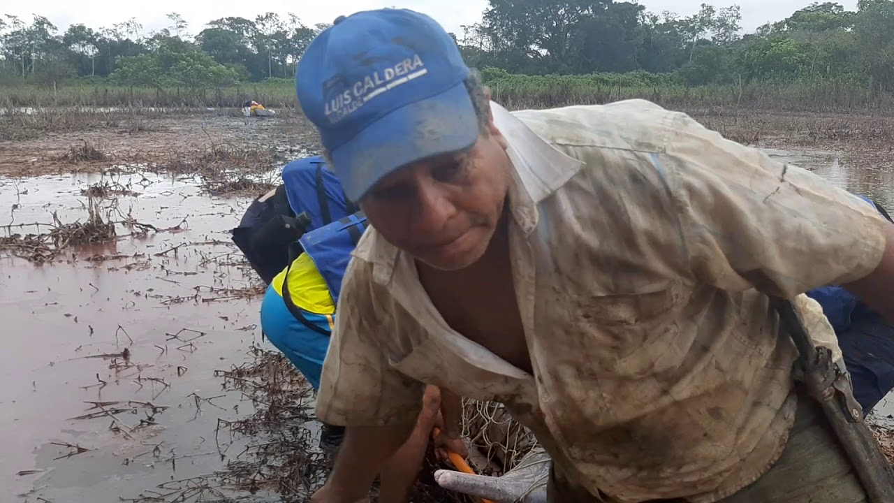 Rescate del delfín  rosado en laguna cercana al rio Arauca .