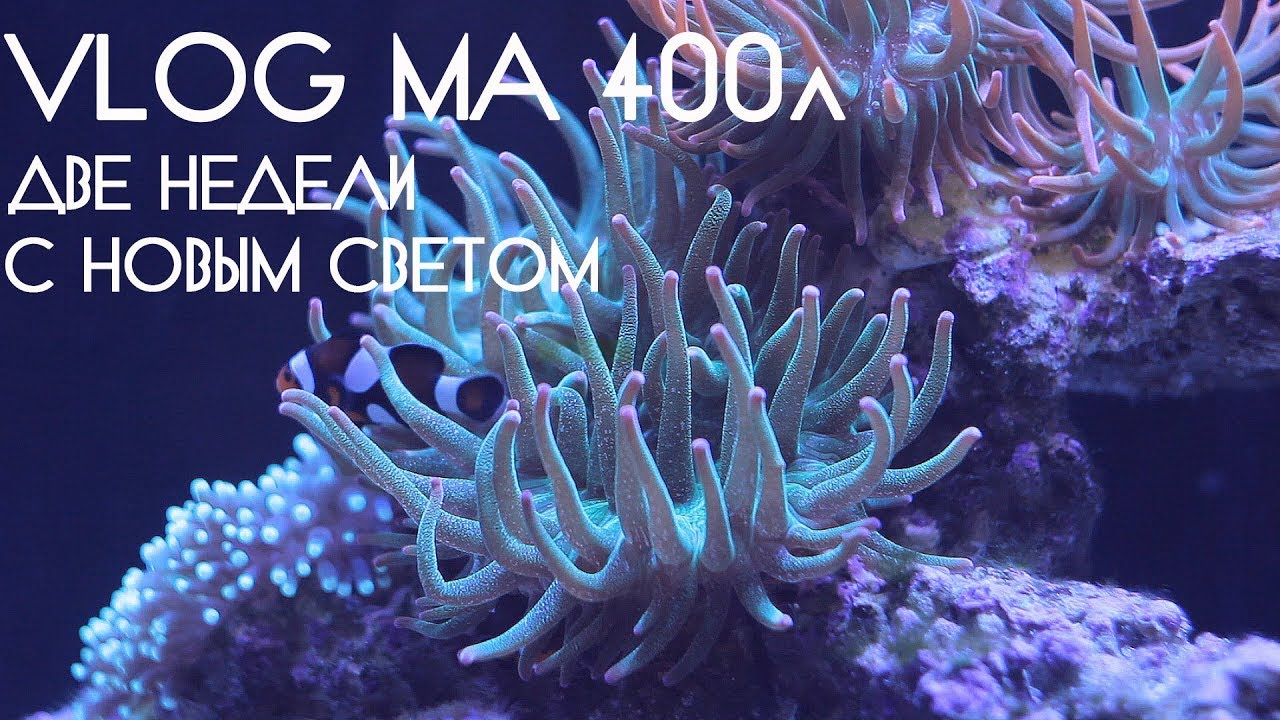 VLOG  МА 400л.  Две недели с новым светом.