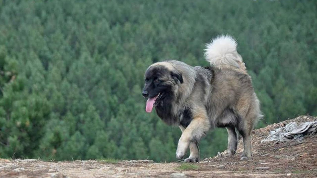DANGEROUS? THE GIANT ESTRELA MOUNTAIN DOGS