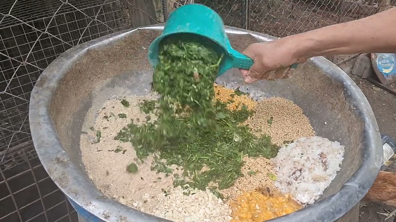 Gawa tayo at magpakain ng organic na patuka sa ating manok at pabo🙂