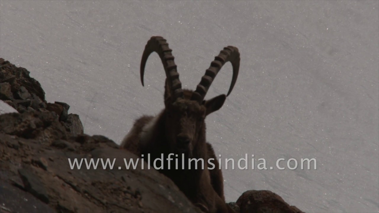 Ibex, Fox and more: Rare Himalayan wildlife