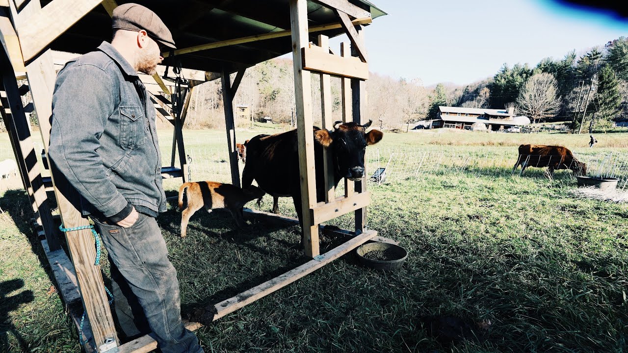 Mama Cow Rejects Calf, So Far