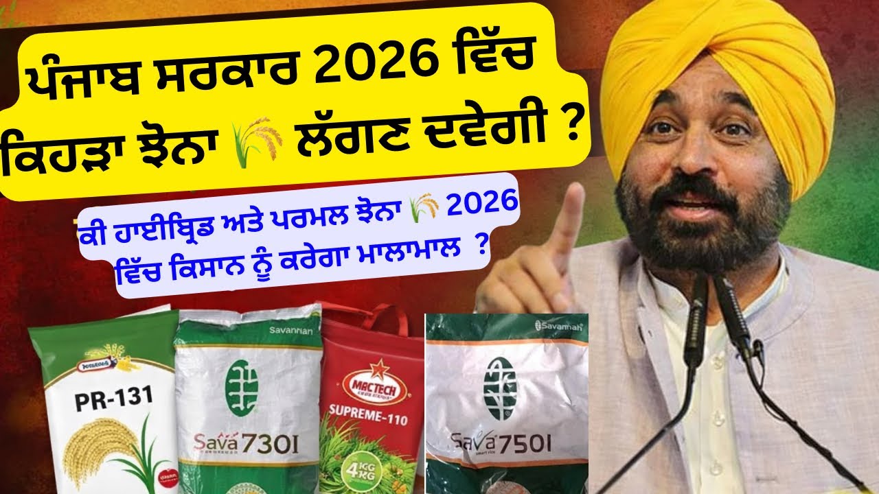 ਪੰਜਾਬ ਸਰਕਾਰ 2026 ਝੋਨੇ ਲਈ ਵੱਡਾ ਐਲਾਨ? ਕਿਹੜਾ ਝੋਨਾ 🌾 ਇਸ ਸਾਲ ਲੱਗੇਗਾ ? #paddy  #2026 #punjabgovernment 