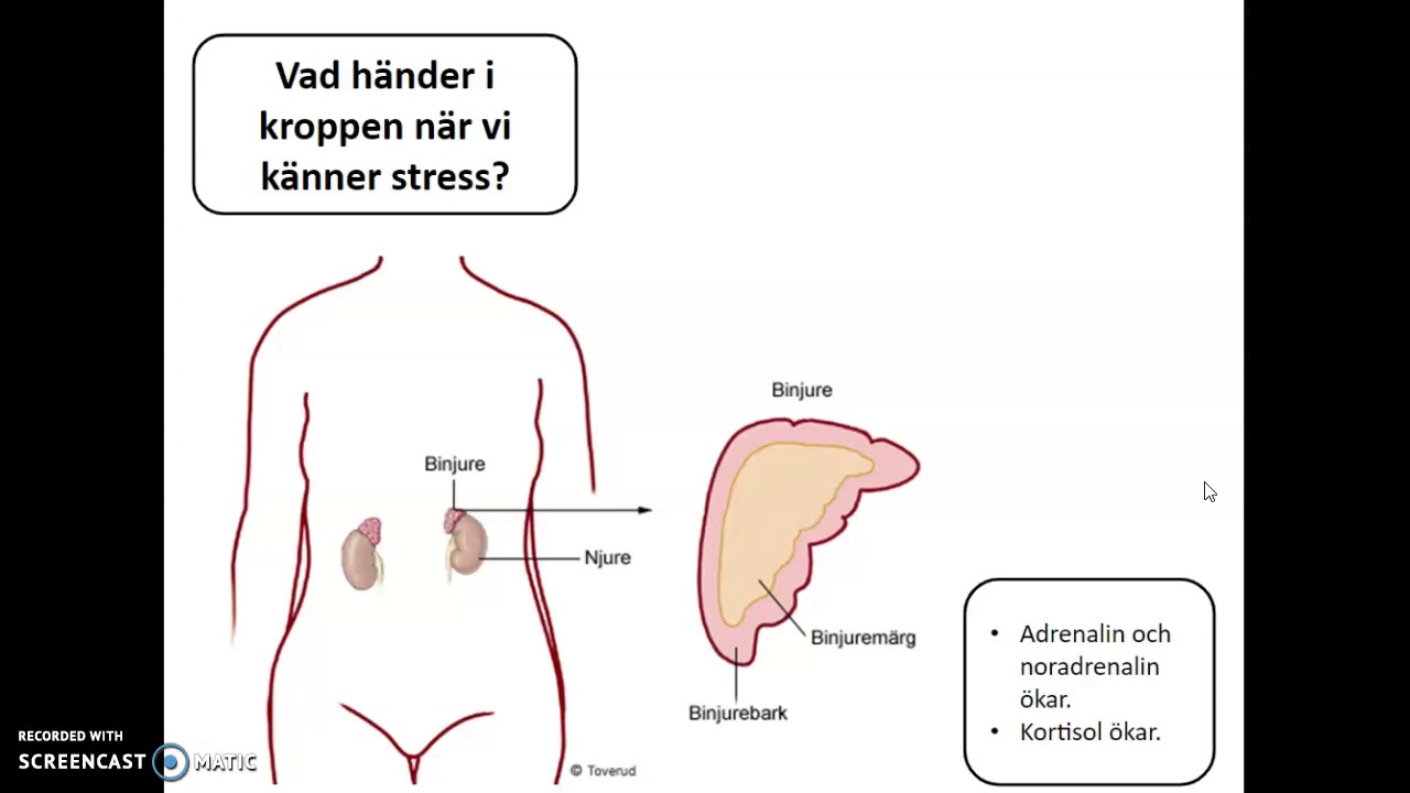 Stress och kriser del 1: Hälsa och stress