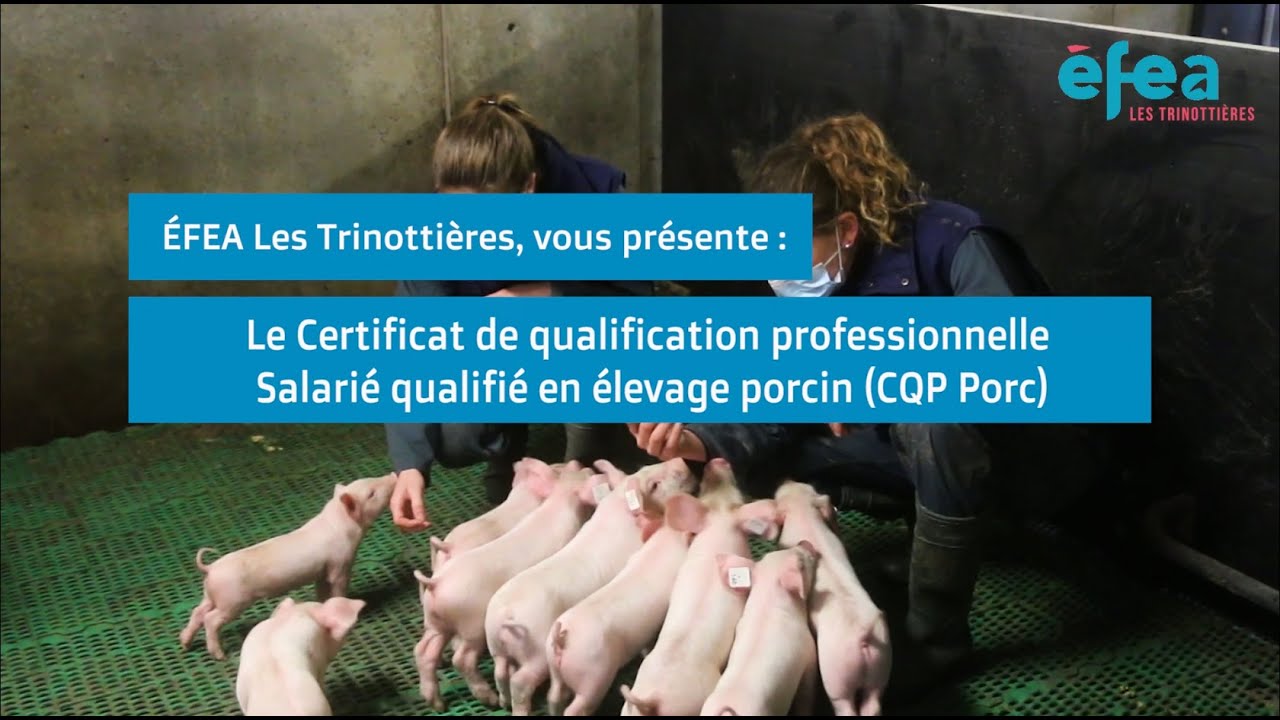 [Formation] Devenez salarié qualifié en élevage porcin.