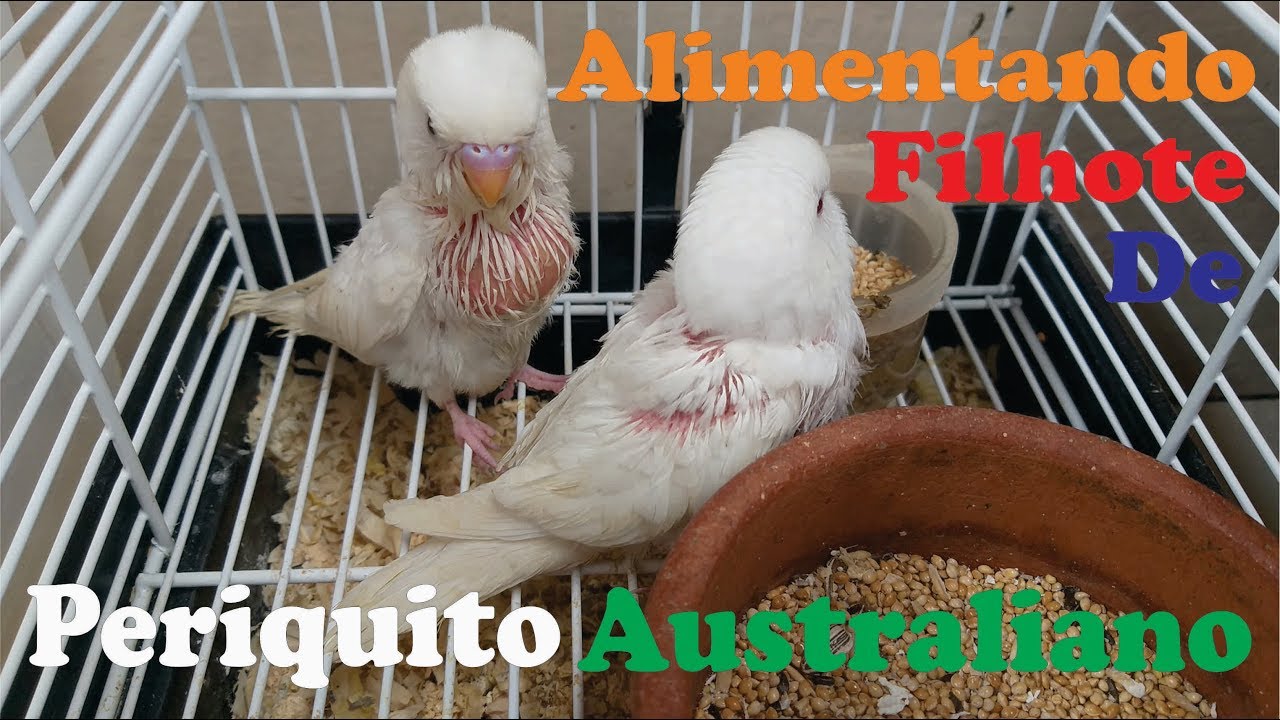 Alimentando Filhote de Periquito Australiano
