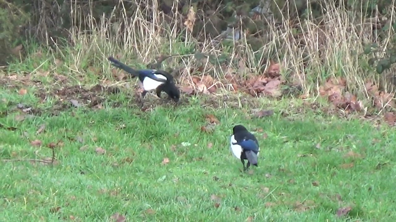 Marvellous Magpies #magpies #magpie #birds #wildanimals #wildlife #animals #nature