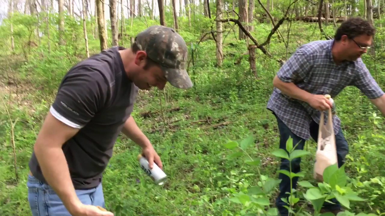 Motherlode of Morel Mushrooms 2017