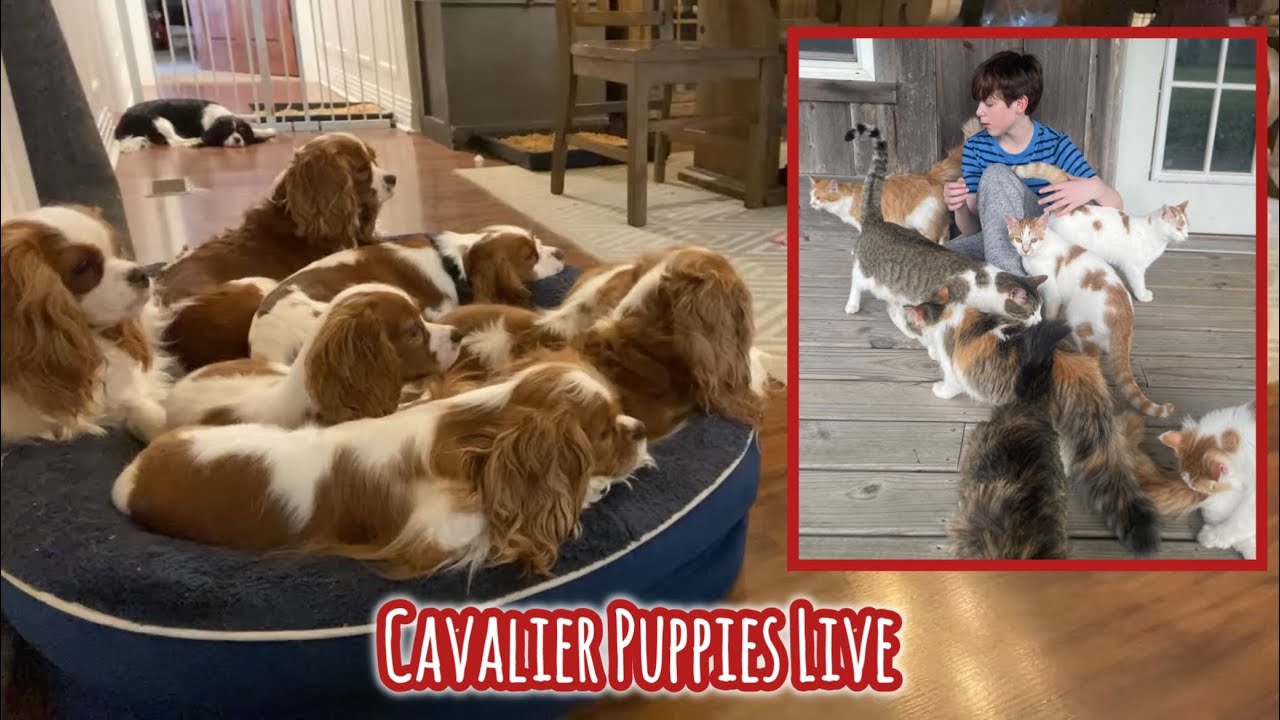 Cavalier Puppies Live: TGIF!