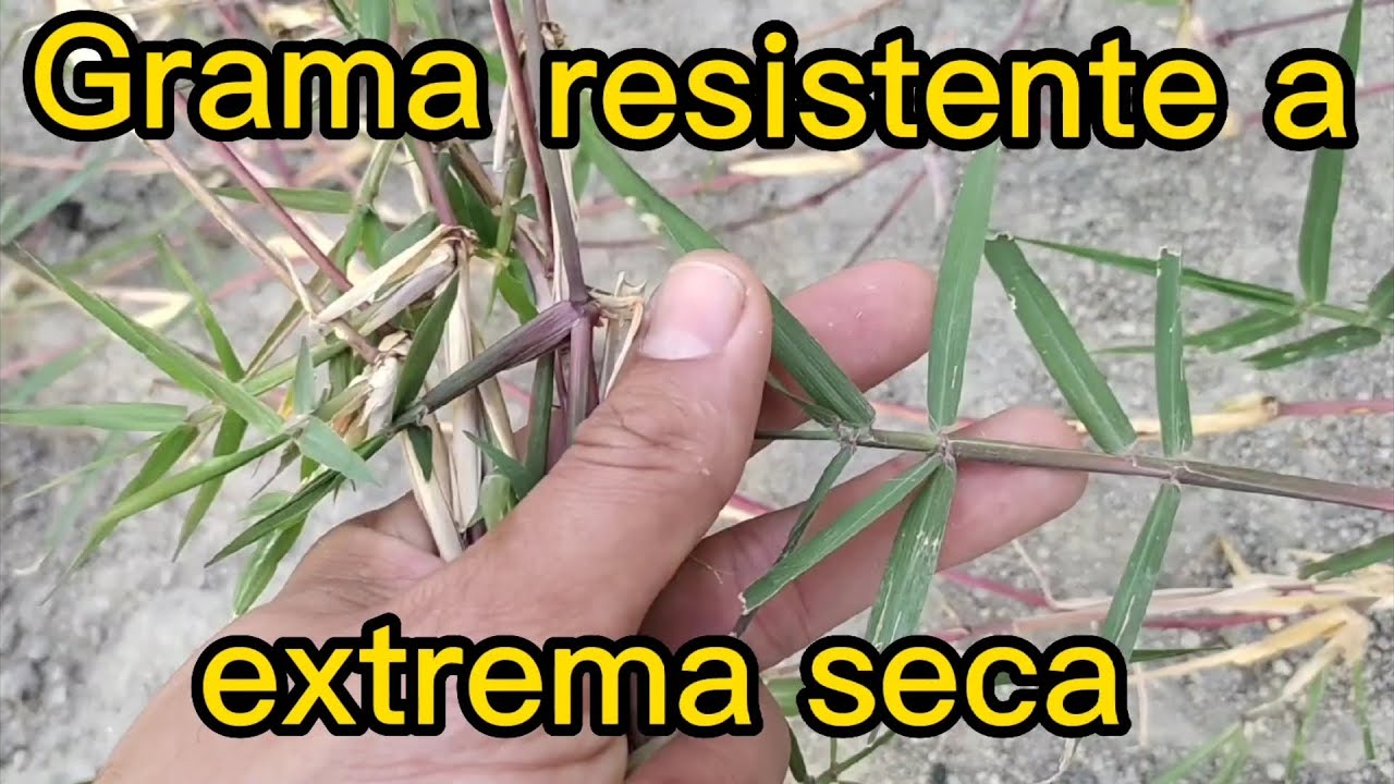 Grama resistente a seca encontrada no interior de Minas Gerais!