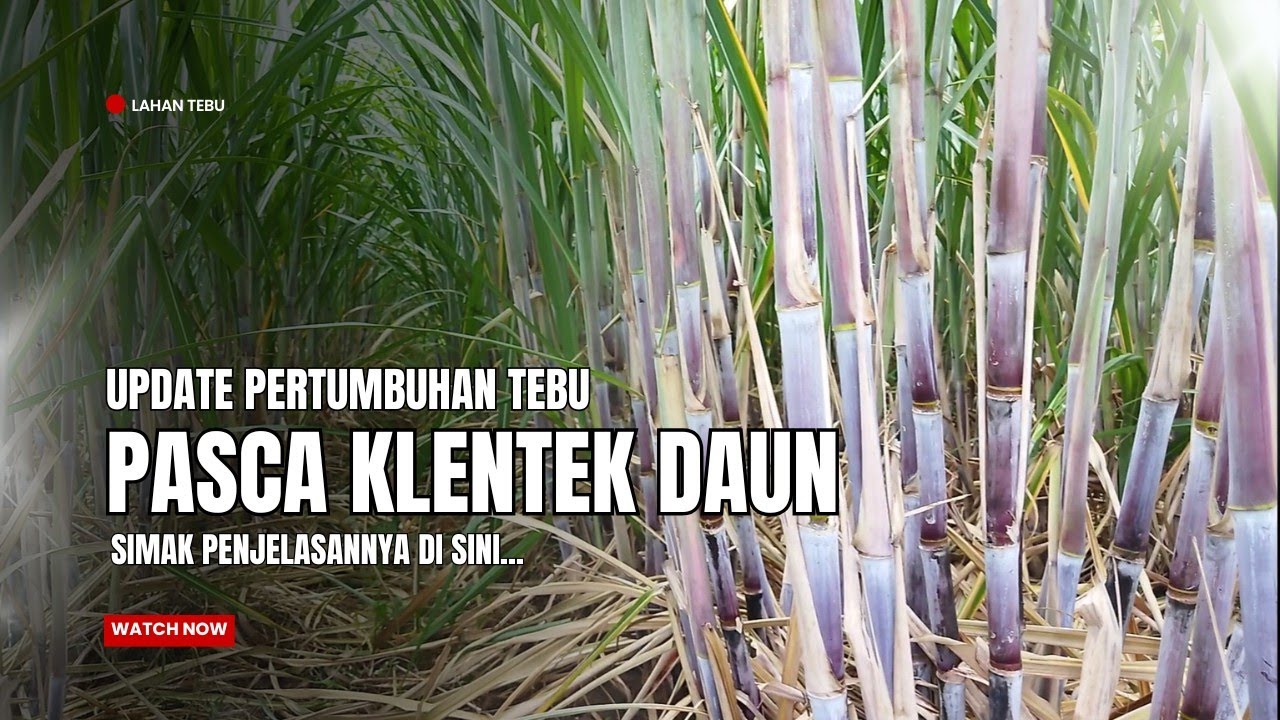 PERTUMBUHAN TEBU PASCA KLENTEK DAUN #tebu #petanitebu #pertanian