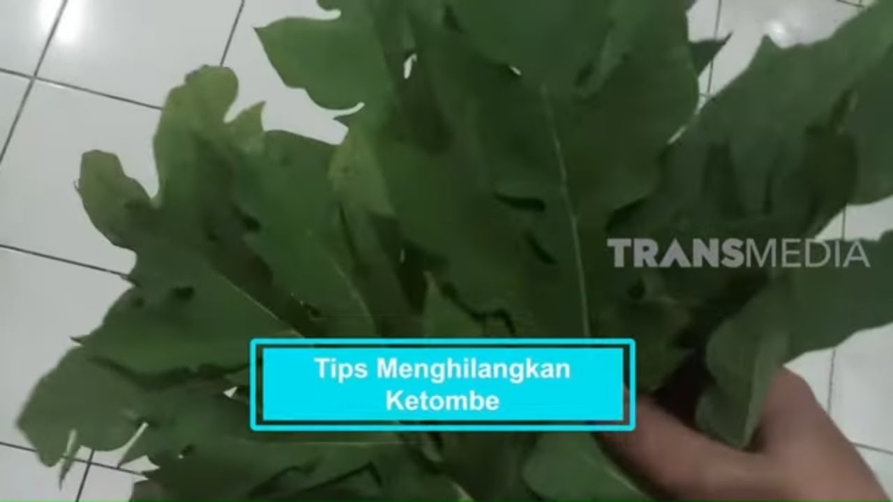Tips Menghilangkan Ketombe Dengan Daun Pepaya | SEHAT SANTUY (11/04/21)