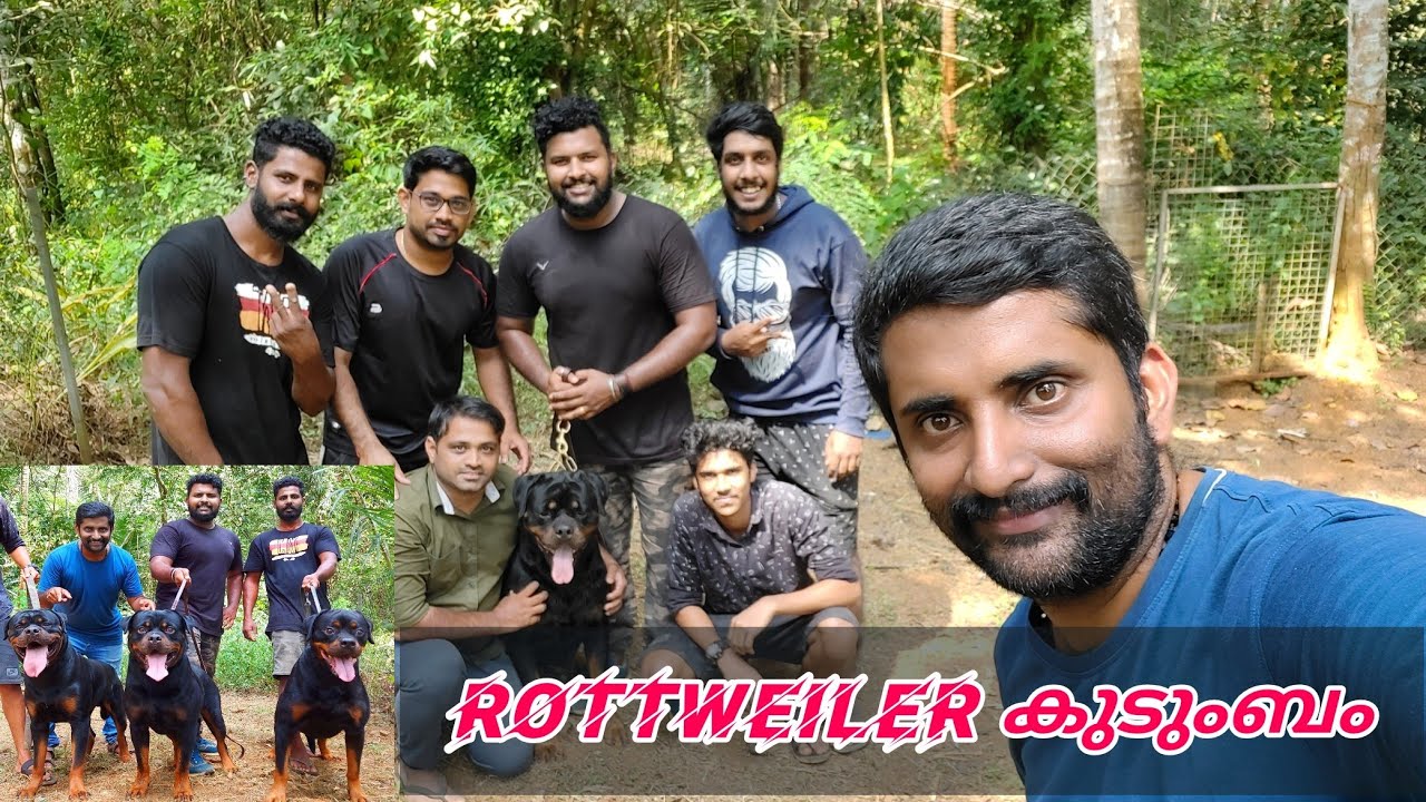 Rottweiler നായകളുമായി Rott Chapter's Thrissur | Rott Lovers 🐶