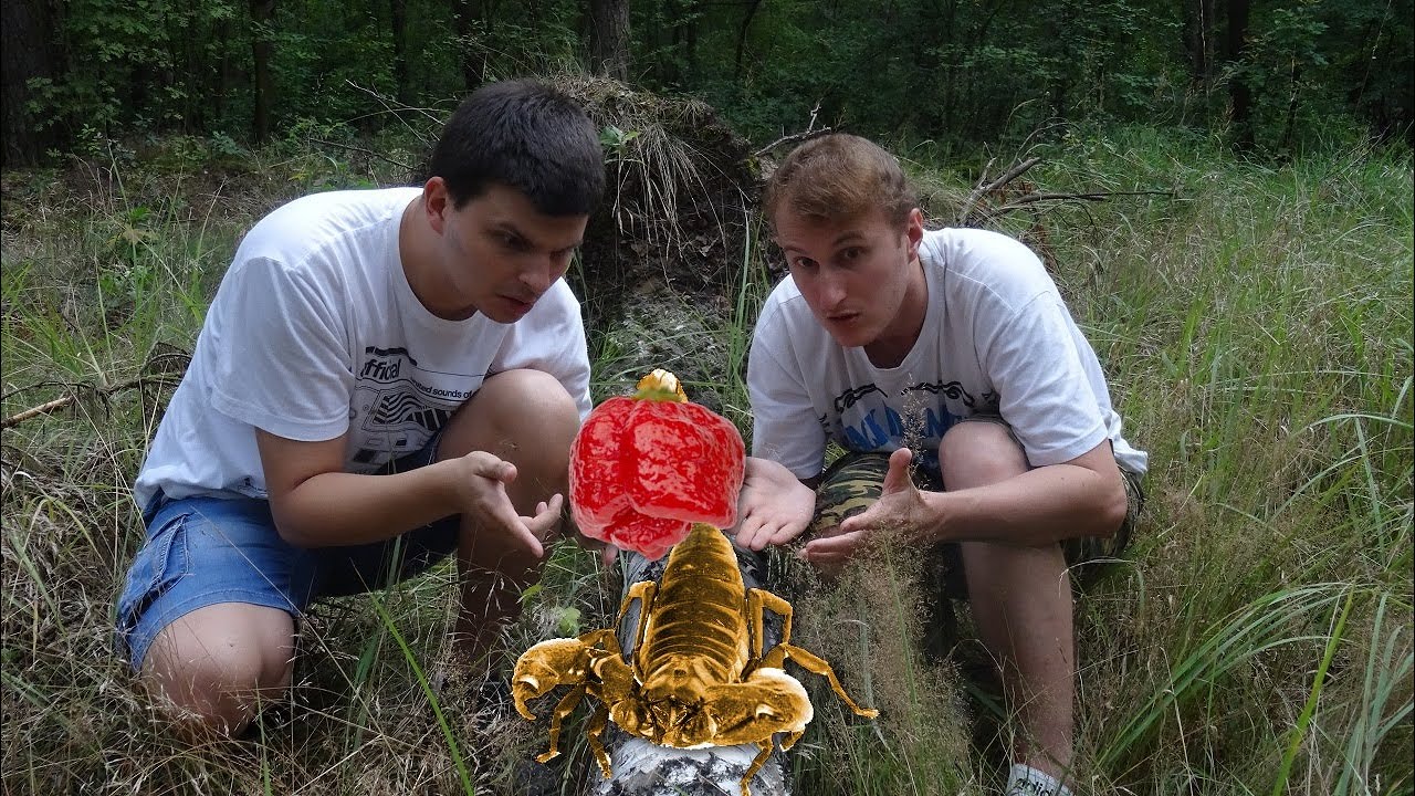 2016-07-26 Wyzwanie Ostrości #38 EXTRA: Trinidad Moruga Scorpion - Paprykowa Trylogia (Część 3)