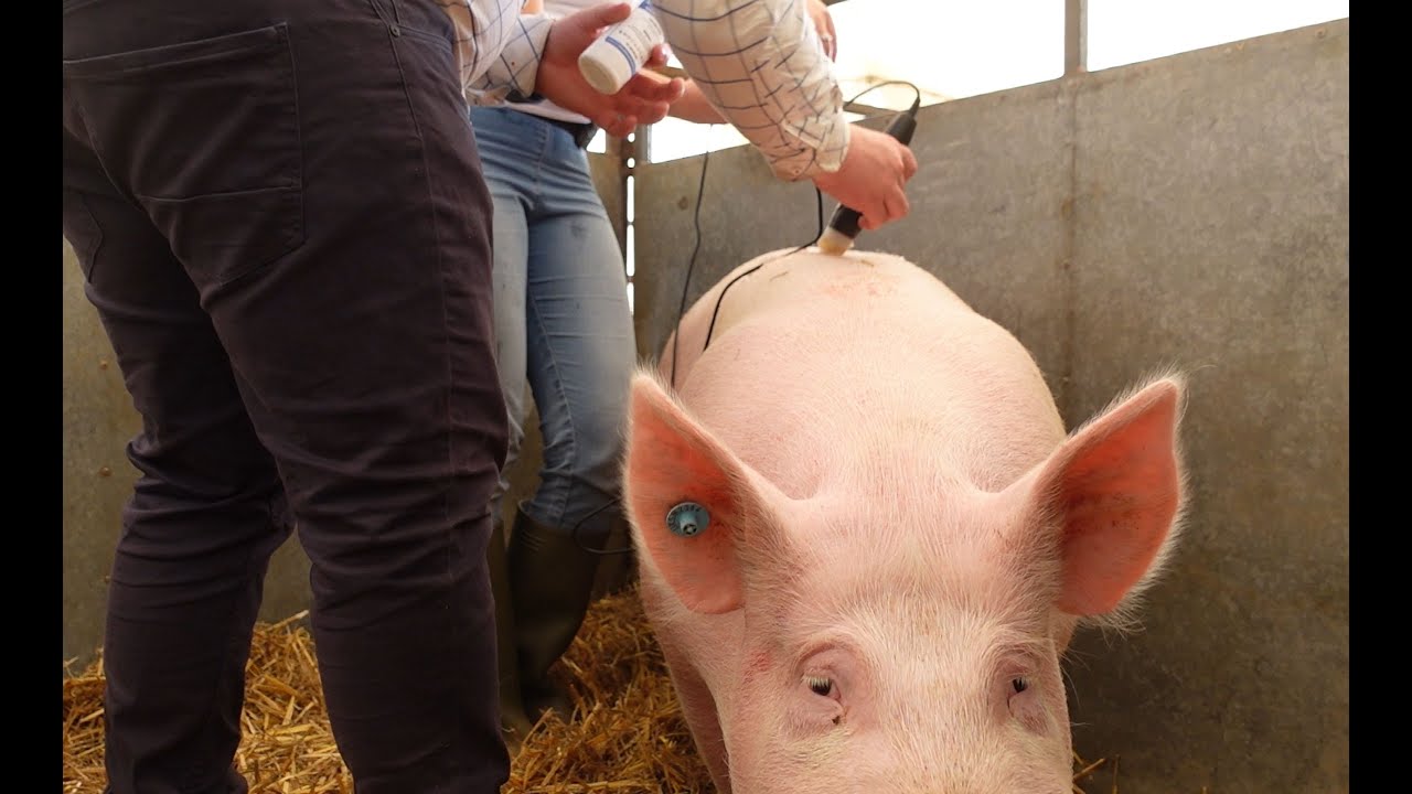 Testing out the MSU3 Pig Backfat Scanner