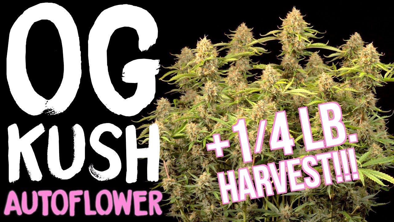OG Kush Autoflower SEED to HARVEST review of SEEDSTOCKERS | Spider Farmer SE7000 LED Grow Light