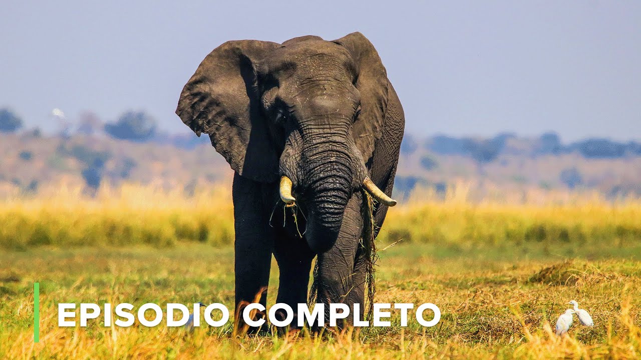 El Vuelo de los PAQUIDERMOS🦏 Diarios de Ol Pejeta S03EP03 #Documental #Naturaleza