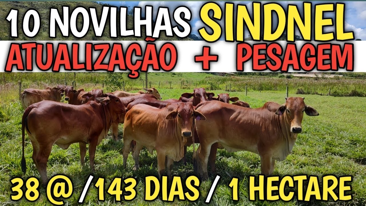 Incrível resultado das 10 novilhas Sindnel projeto 1 hectare rotacionado Pesagem + GMD 