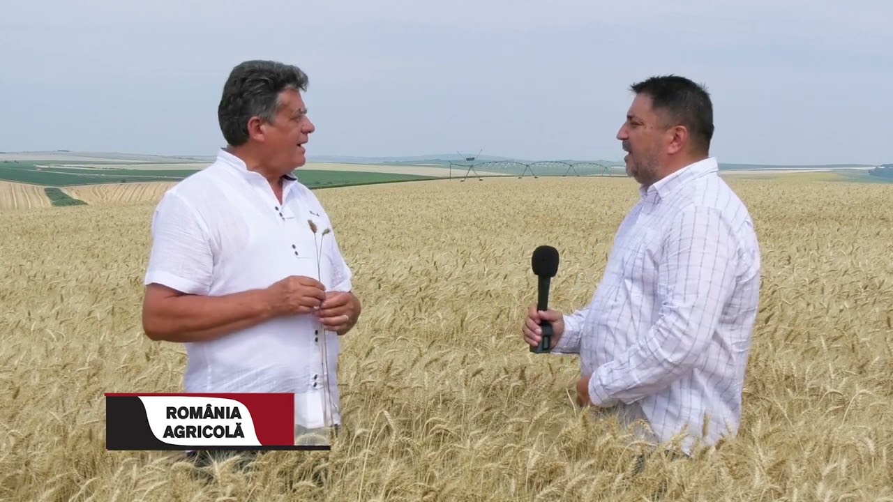 Grâul românesc confirmă la ferma Lungu