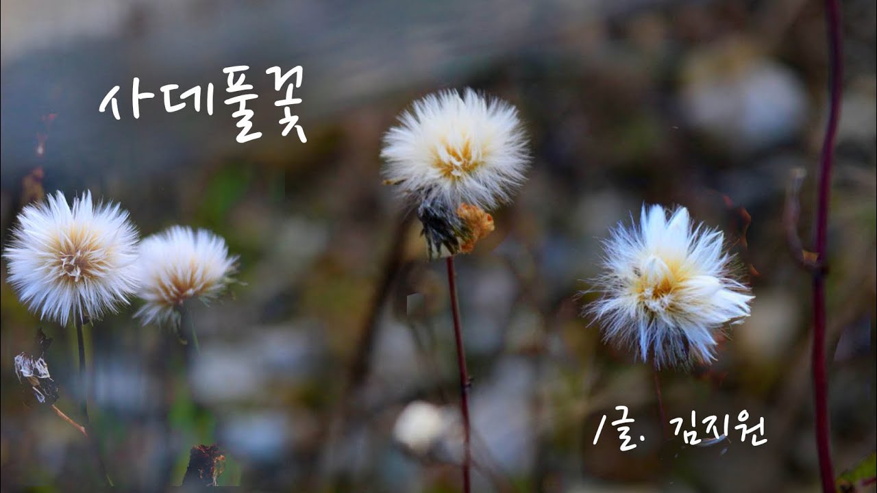 #시노래 김지원 - 사데풀꽃