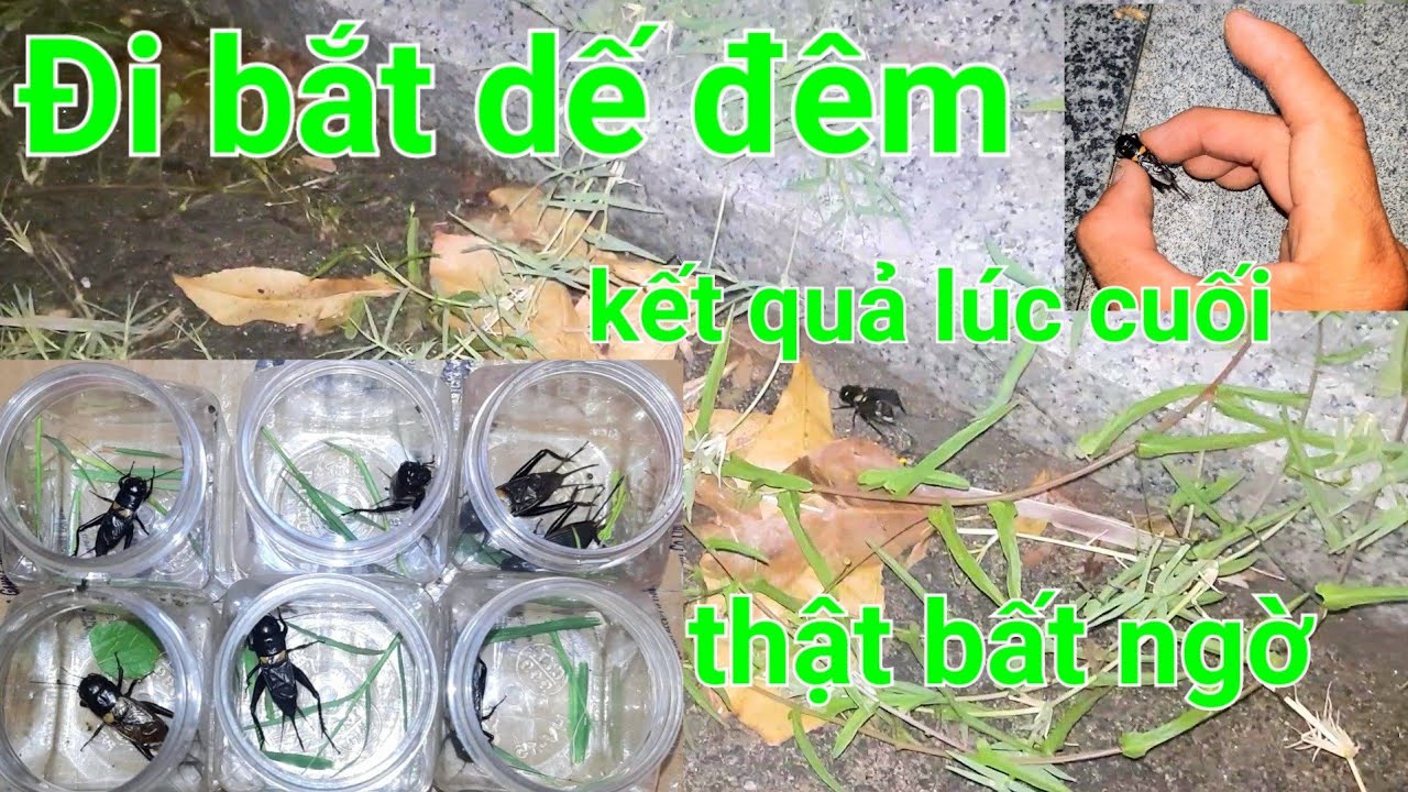 Đi bắt dế đá ban đêm sau cơn mưa và bắt được khá nhiều dế than và lúc cuối bất ngờ luôn
