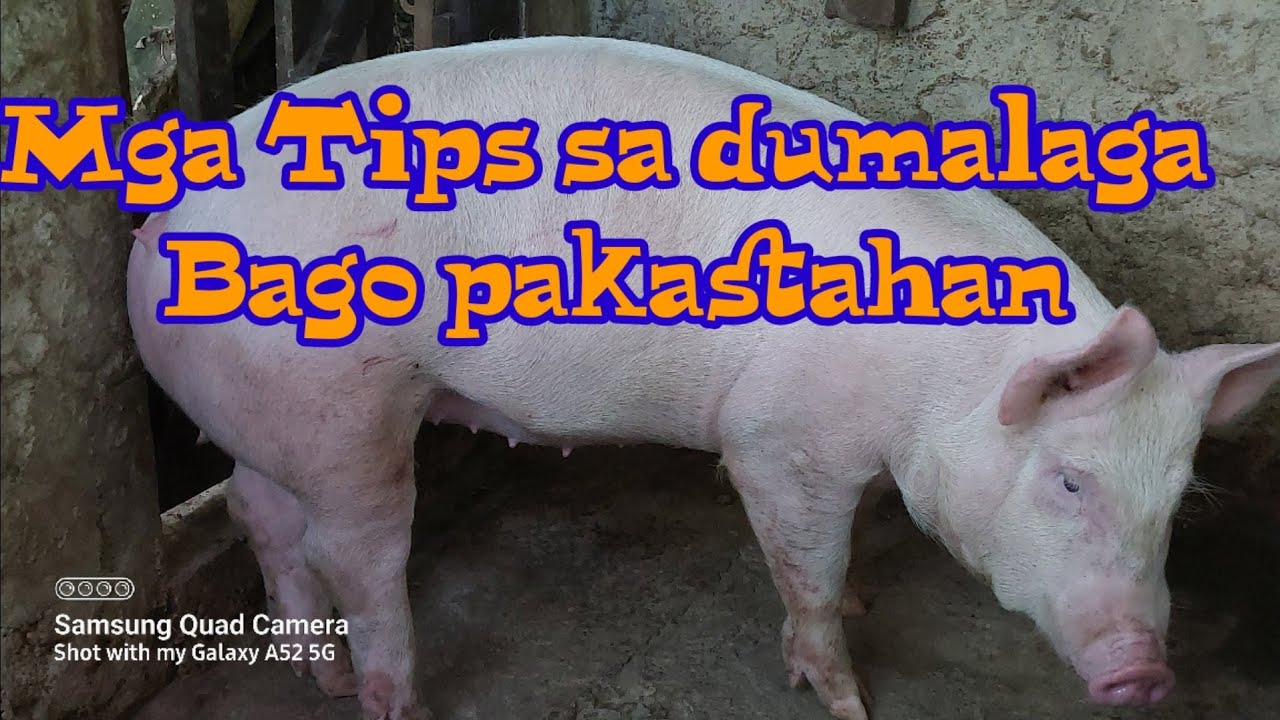 Tips sa Dumalaga...