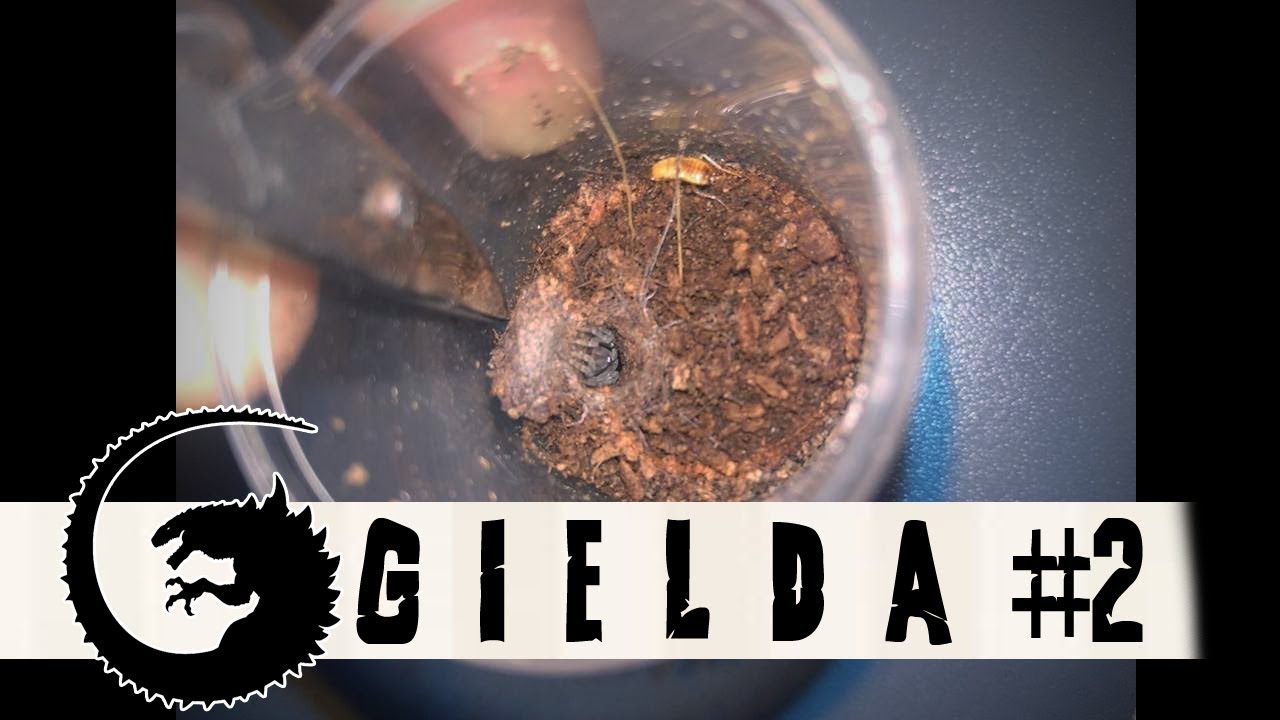 GIEŁDA #2: Nabytki z giełdy ZooEgzotyka z 2.12.2018