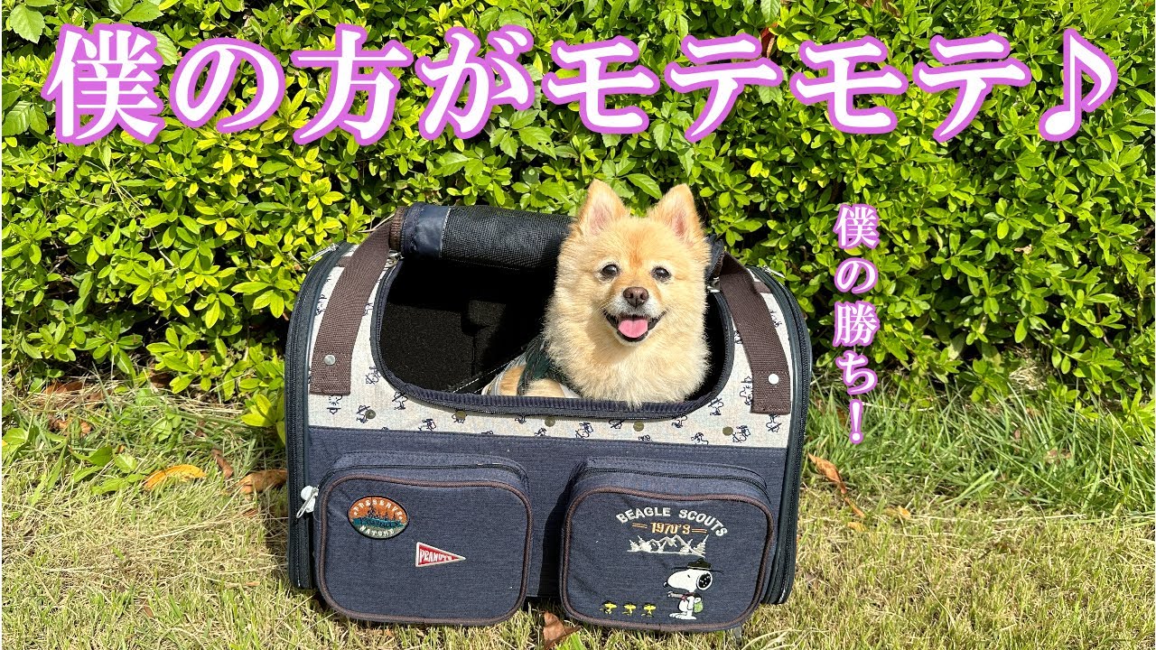 超甘えん坊の愛犬を連れてデートに行った結果こうなりました…笑