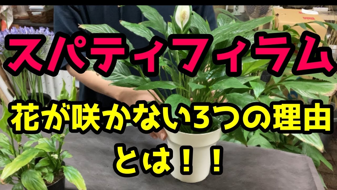 スパティフィラム🌿の花が咲かない理由とは！？😃育て方・剪定について徹底解説【観葉植物の名脇役】