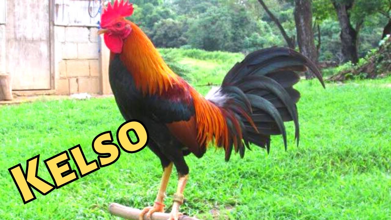 Kaagpas | Joey Salangsang | WGE Poultry Expo