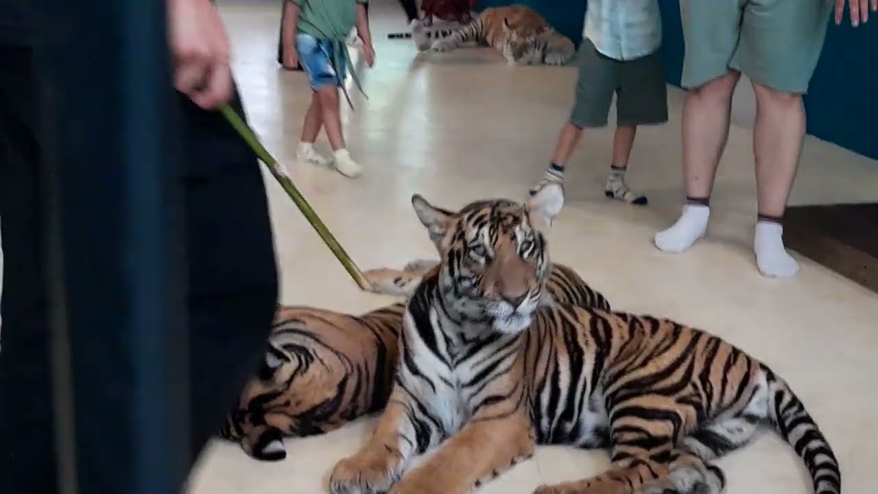 Roaring with excitement at Tiger Park Thailand! 🐯🇹🇭 Get up close and personal with majestic tigers.