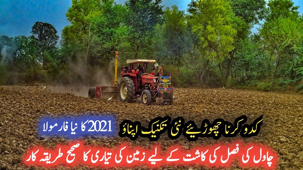 Cultivation Of Rice Crop In Pakistan | Chawal ki Kasht | Rice Farming in Pakistan
