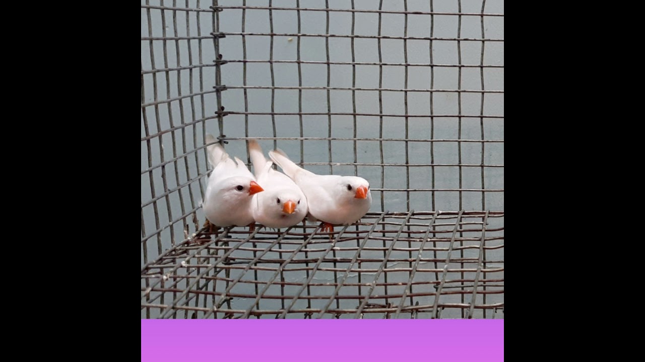 Healthy food for finches 🐣🐦🐦🐦🐦🐦