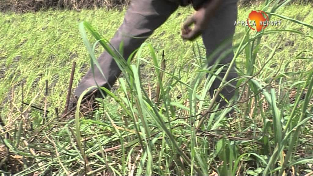 www.africareport.com video - Bralima Heineken Rice, DRC
