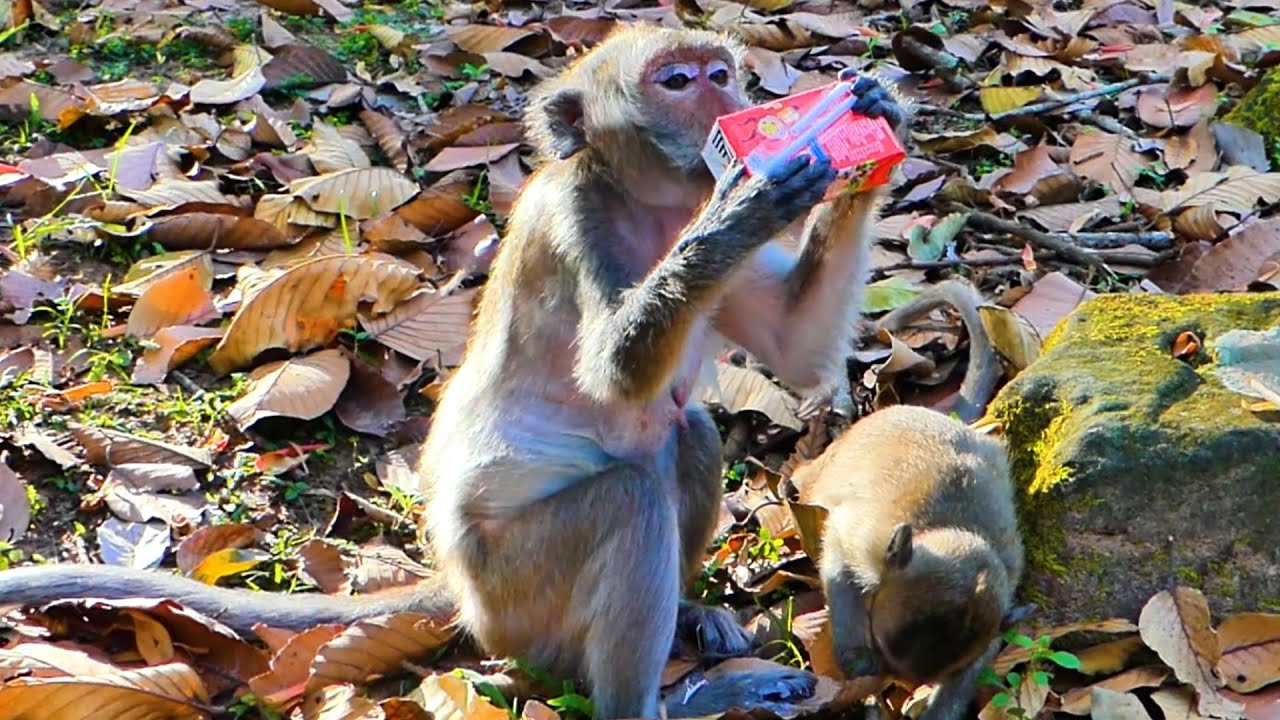 Pity old monkey Jade, she is hungry, we help milk to drink