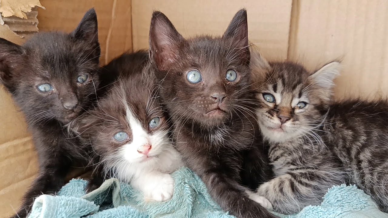 Scared kittens finally trust humans after emotional reunion with mother cat