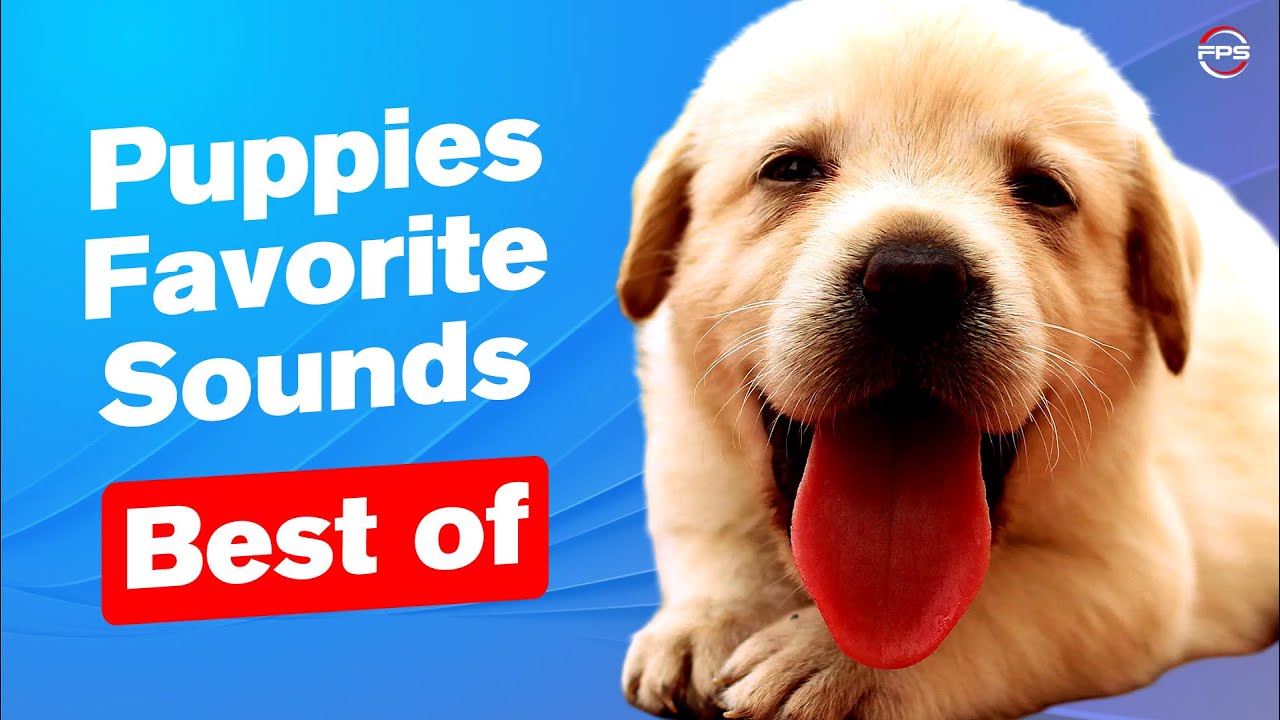 Best Puppies Favorite Sounds 🐶❤️