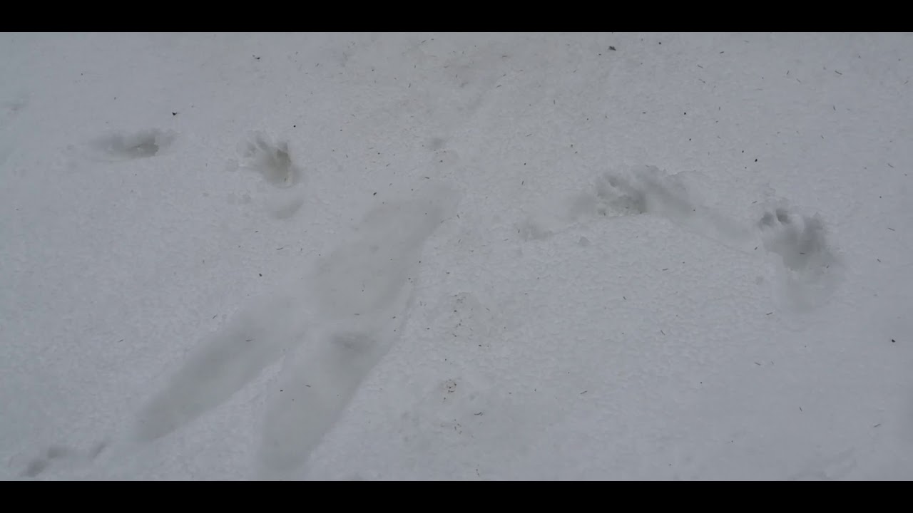 approche documentaire de la faune locale