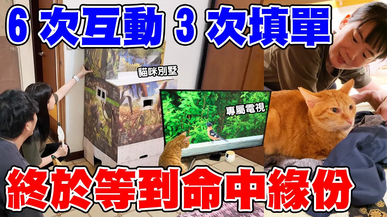 6次互動3次填寫認養表單，終於等到命中注定的緣份！【転運棧-浪貓転運ep32】