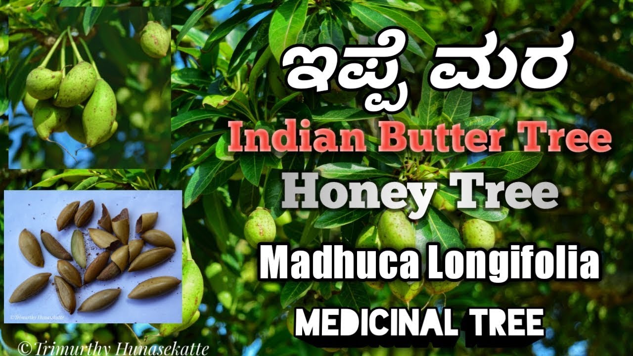ಇಪ್ಪೆ, Indian Butter Tree, Honey Tree