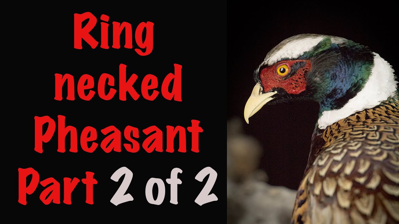 Pheasant Taxidermy, Part 2-2. Posing. Art of Taxidermy