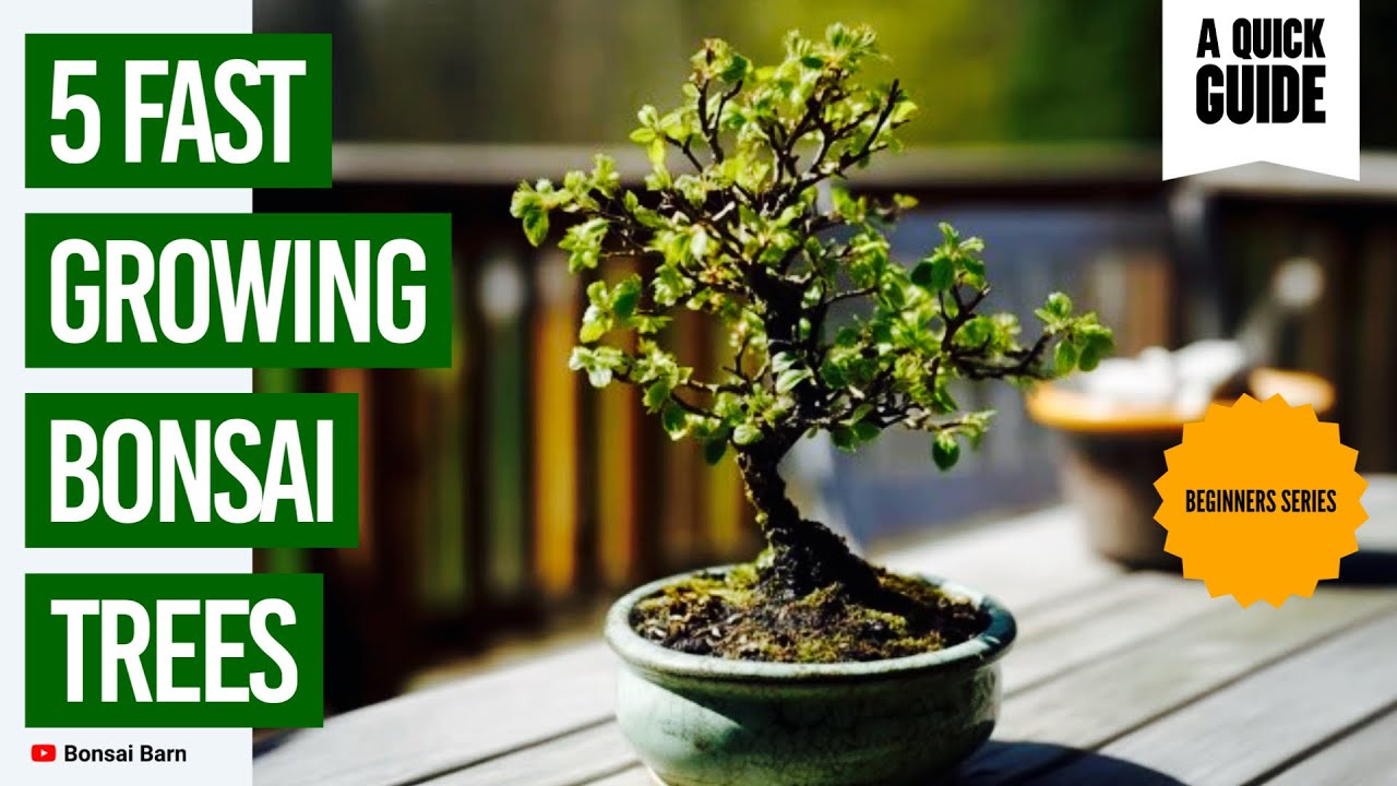 &bdquo;5 szybko rosnących drzewek bonsai, kt&oacute;re powinien spr&oacute;bować każdy początkujący&rdquo;.