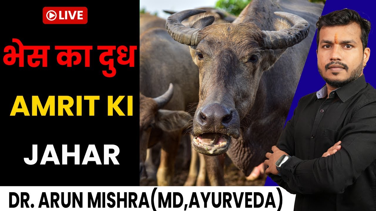 Live-34:question 🙋‍♂️ and answers on buffalo milk mishraveda