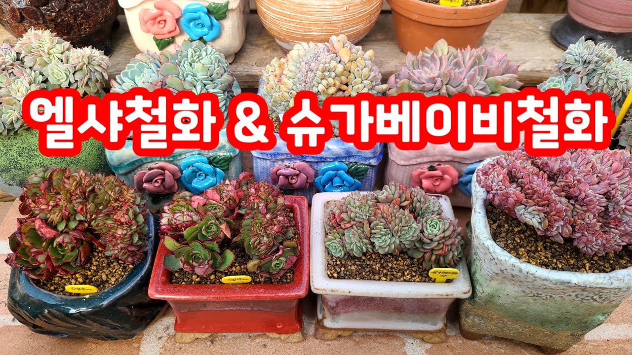 소품철화 ~ 💕엘샤철화, 슈가베이비철화, 라피네철화 분갈이해요 💕