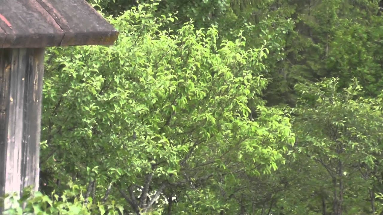 Eetu-koiraa ja juhannuskoivuja