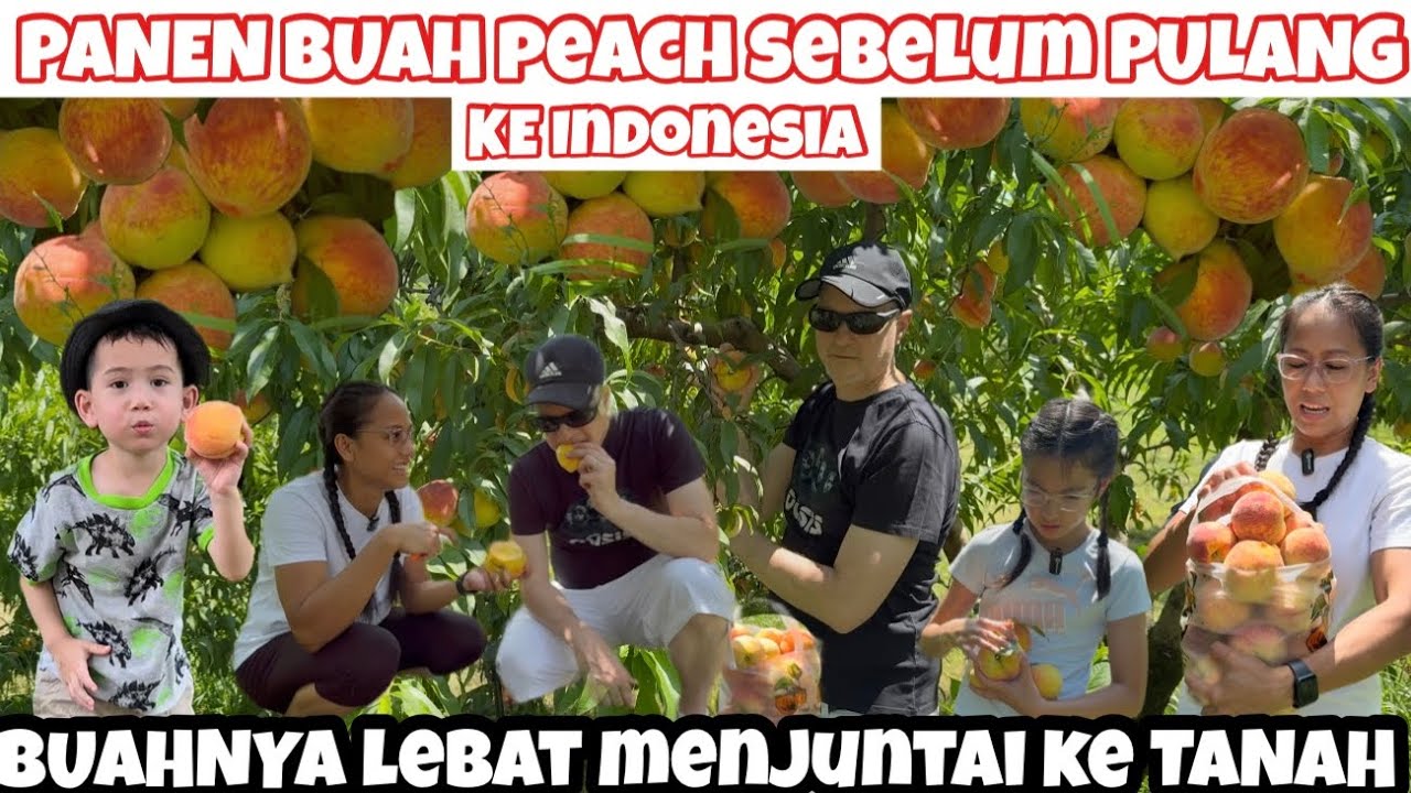 PANEN BUAH PEACH SEBELUM BALIK KAMPUNG BUAHNYA BESAR JUMBO DAN MENJUNTAI KE TANAH 