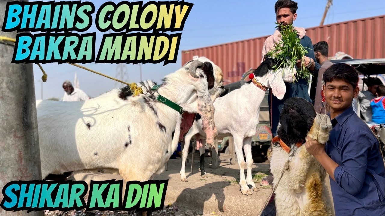 Karachi Ki Mashhoor Mandi!Bhains Colony Bakra  Mandi Latest Rates | 21-1-2026 😱💸